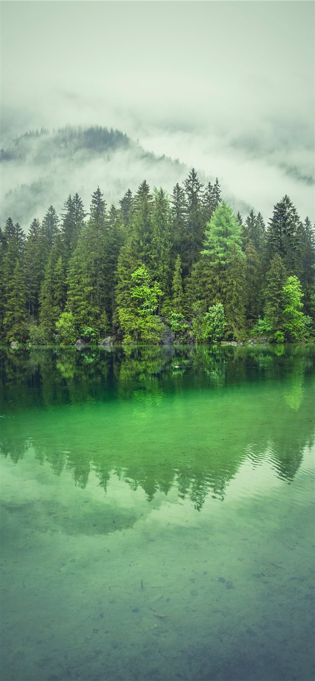 tall trees near river during daytime iPhone X wallpaper 