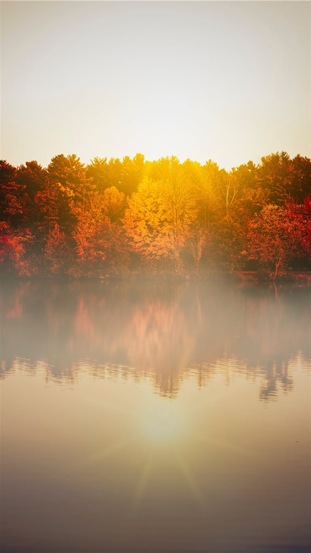 trees beside body of water during day iPhone 8 wallpaper 