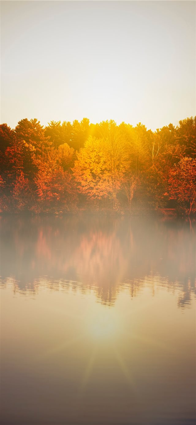 trees beside body of water during day iPhone X wallpaper 
