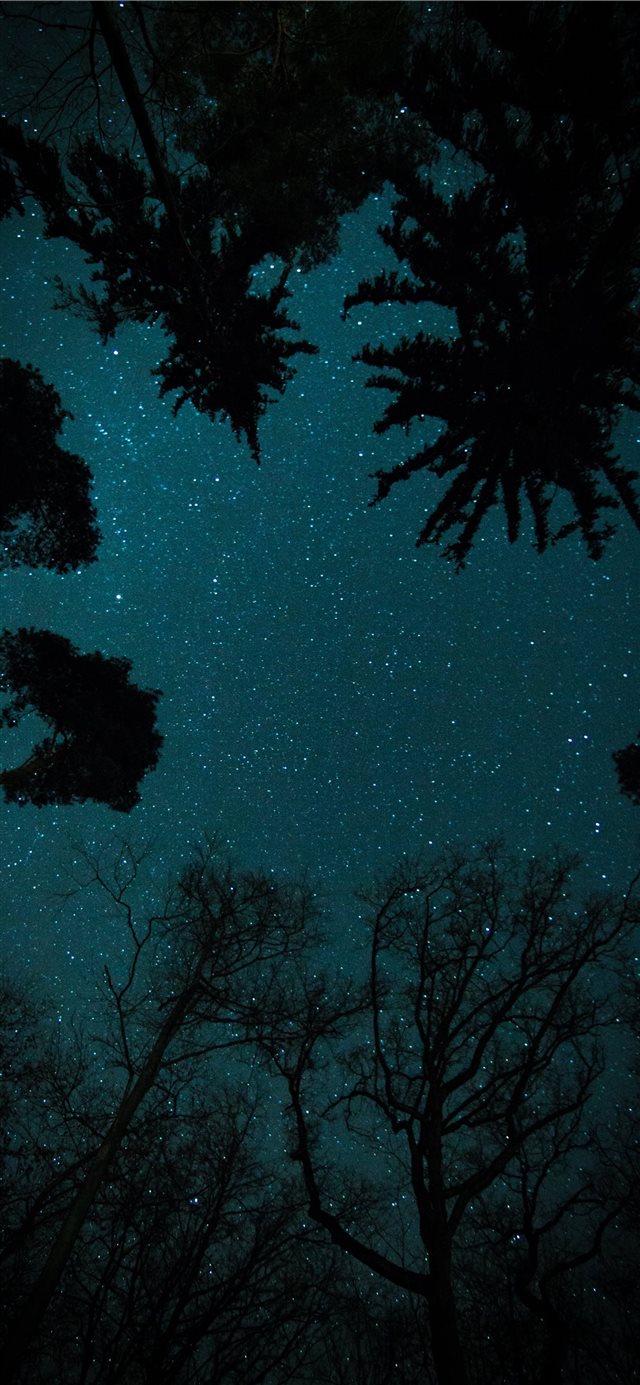 trees under starry sky iPhone X wallpaper 