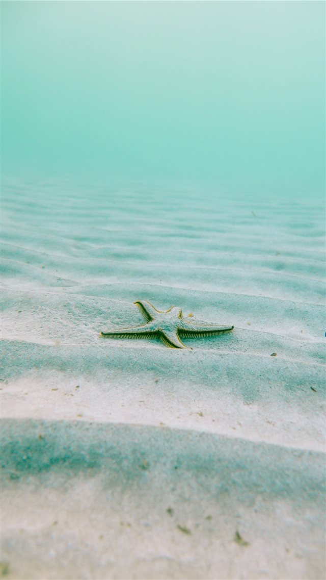 white starfish on sand underwater during daytime iPhone 8 wallpaper 