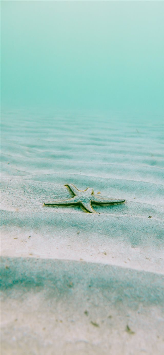white starfish on sand underwater during daytime iPhone X wallpaper 