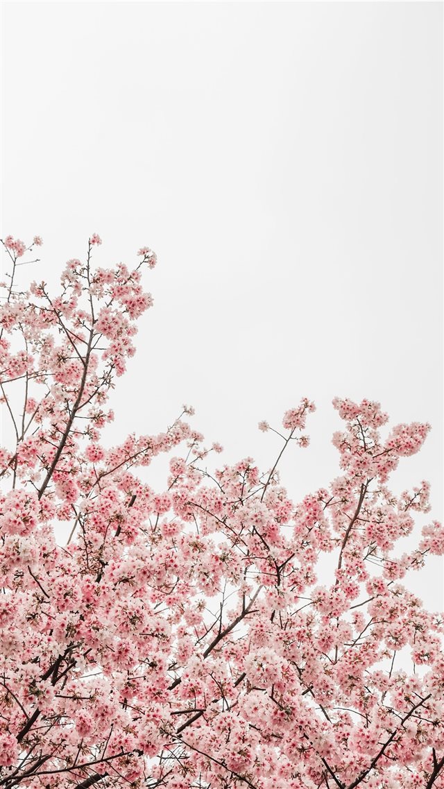 worm's eye view photography of pink cheery blossom... iPhone 8 wallpaper 