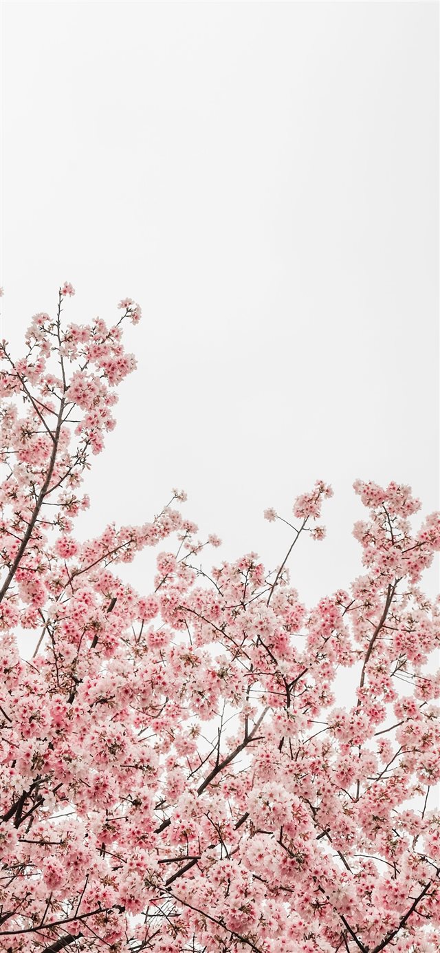 worm's eye view photography of pink cheery blossom... iPhone X wallpaper 