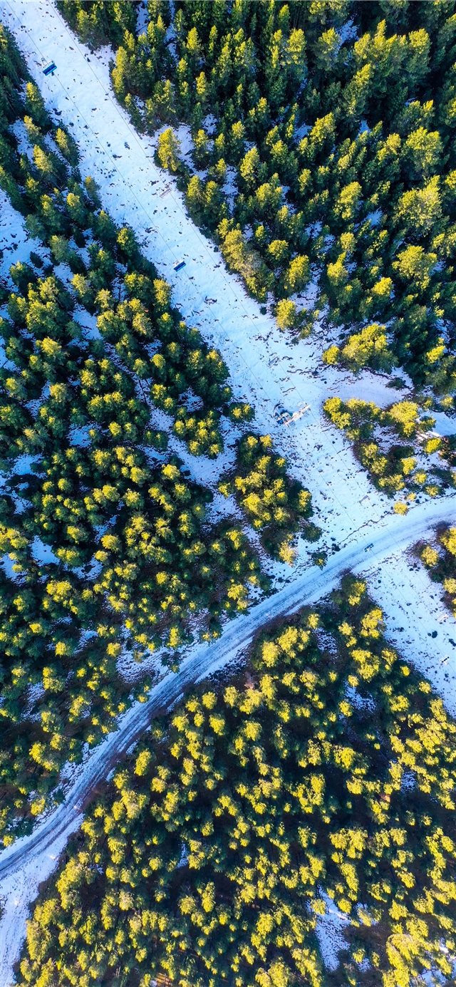 aerial photography of green trees surrounding road... iPhone 11 wallpaper 