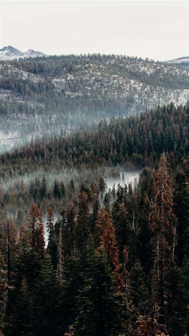 aerial view of pine trees iPhone 8 wallpaper 