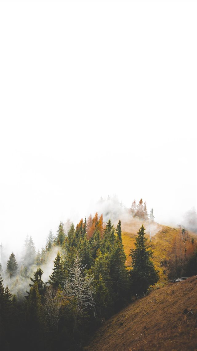 birds eye photography of forest under clouds iPhone 8 wallpaper 