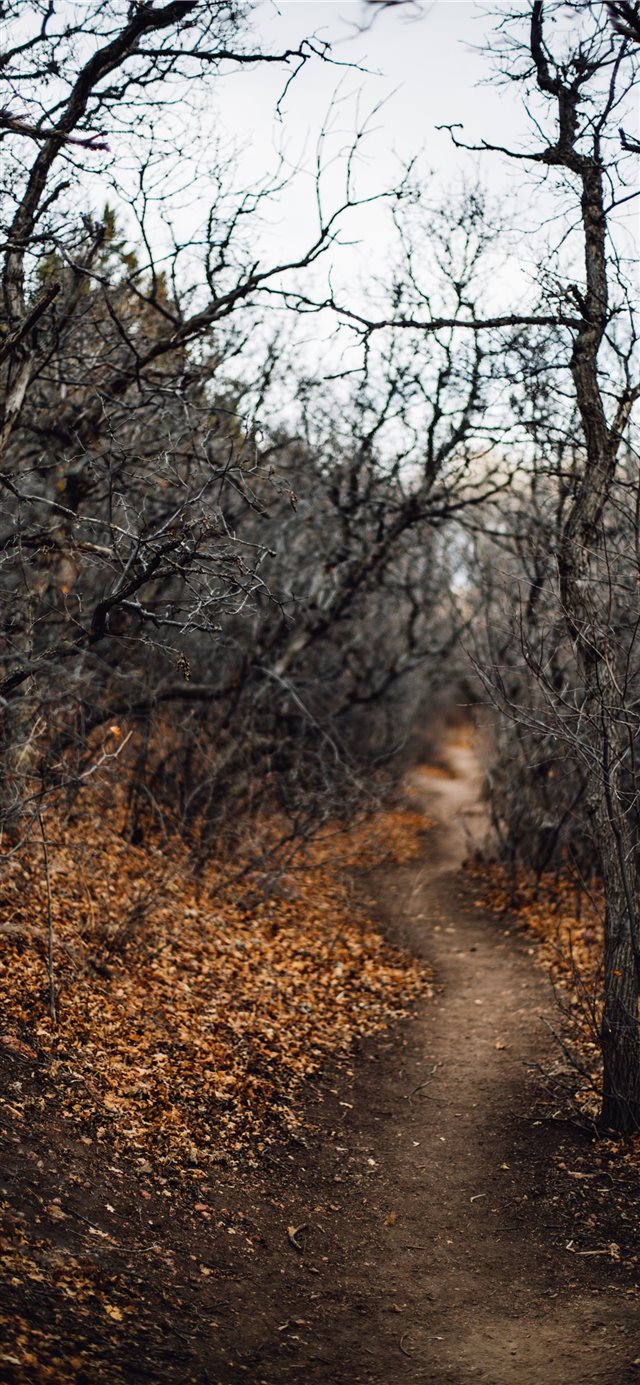 black leafless trees and pathway iPhone 11 wallpaper 