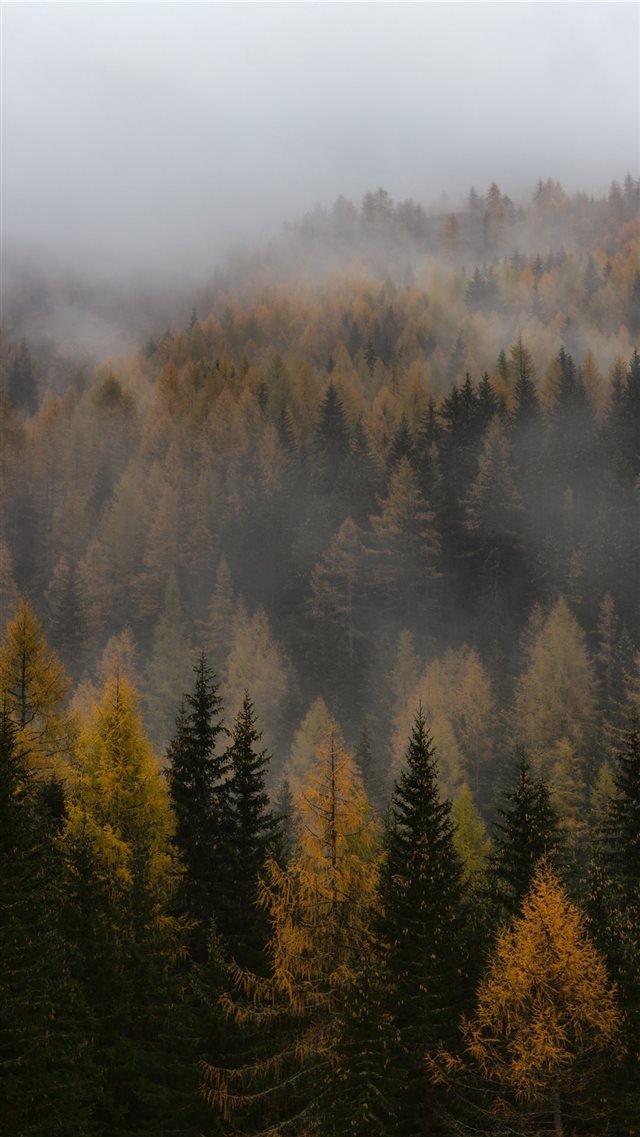 brown and green forest iPhone 8 wallpaper 