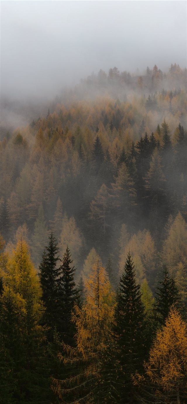 brown and green forest iPhone X wallpaper 