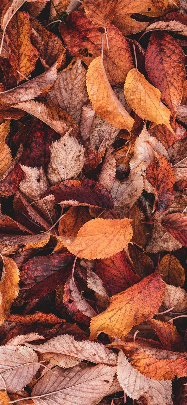 brown and yellow leaves iPhone 11 wallpaper 