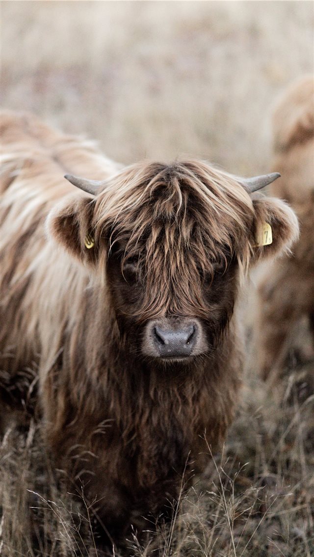 brown cattle iPhone 8 wallpaper 