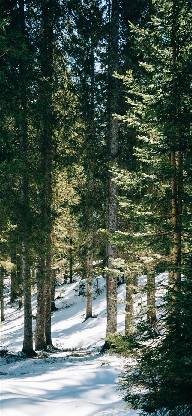 forest during daytime iPhone X wallpaper 