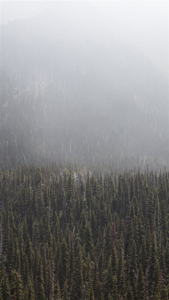 forest surronded by fog during daytime iPhone 8 wallpaper 