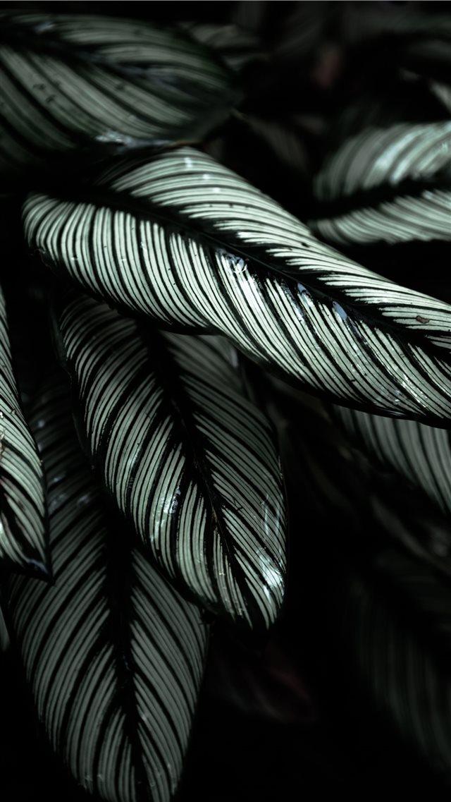 gray and black leafed plants iPhone 8 wallpaper 
