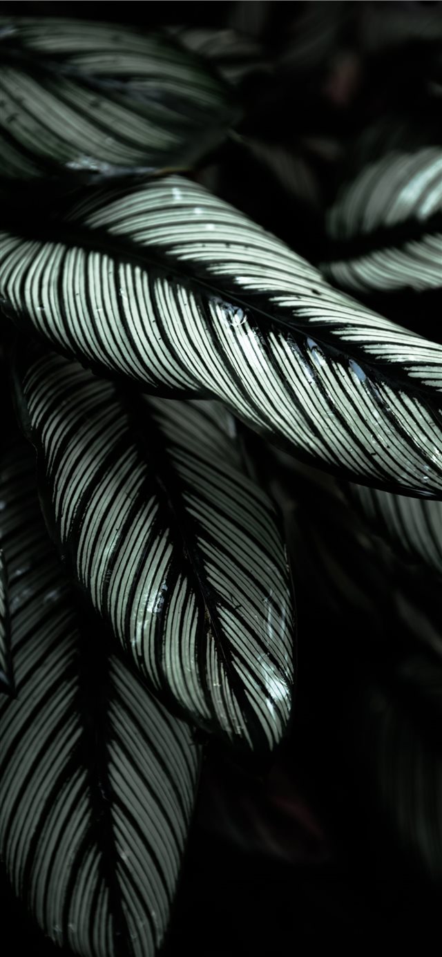 gray and black leafed plants iPhone X wallpaper 