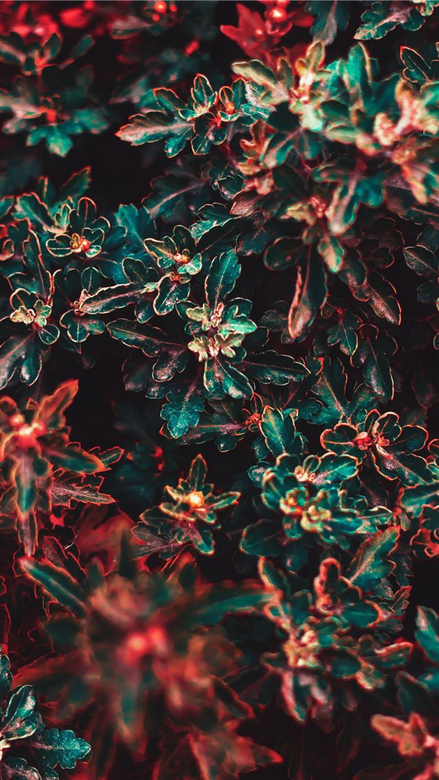 green and red leafed plant iPhone 8 wallpaper 