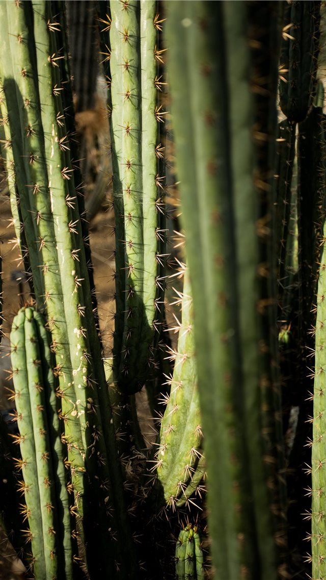green cactus iPhone 8 wallpaper 