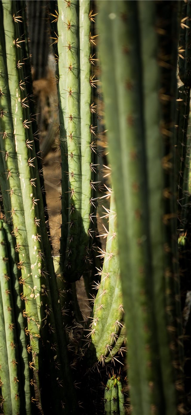 green cactus iPhone X wallpaper 