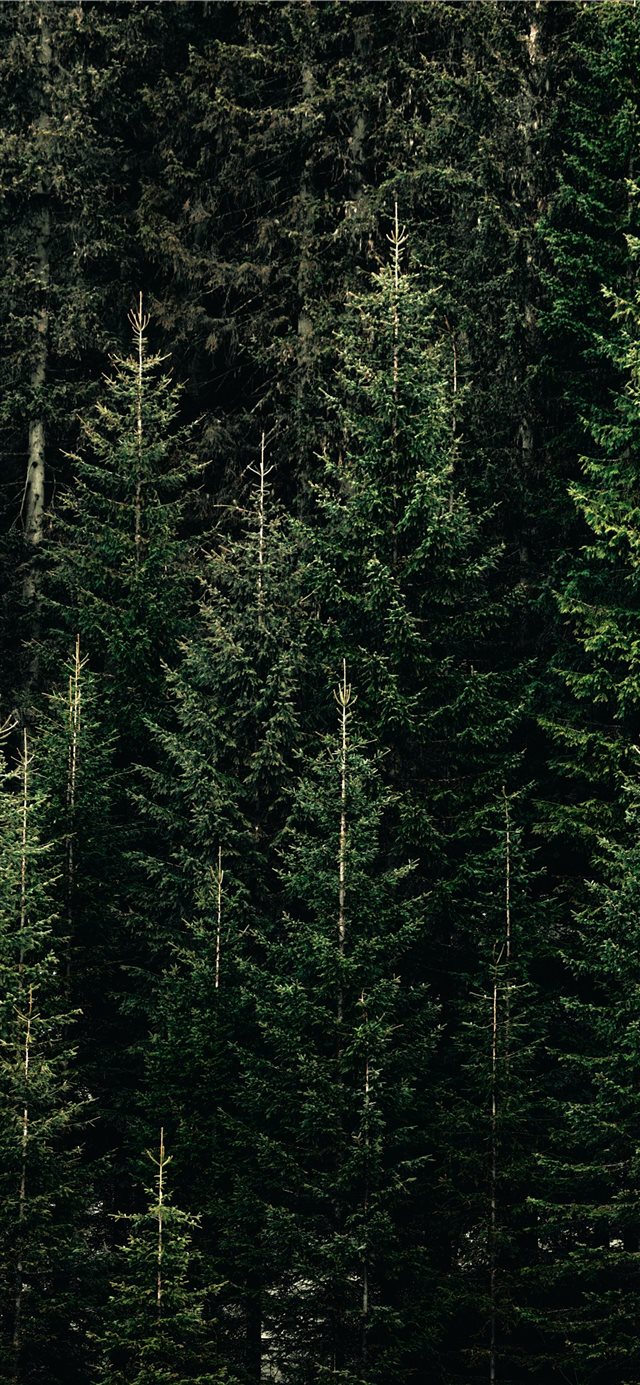 green forest with pine trees iPhone 11 wallpaper 