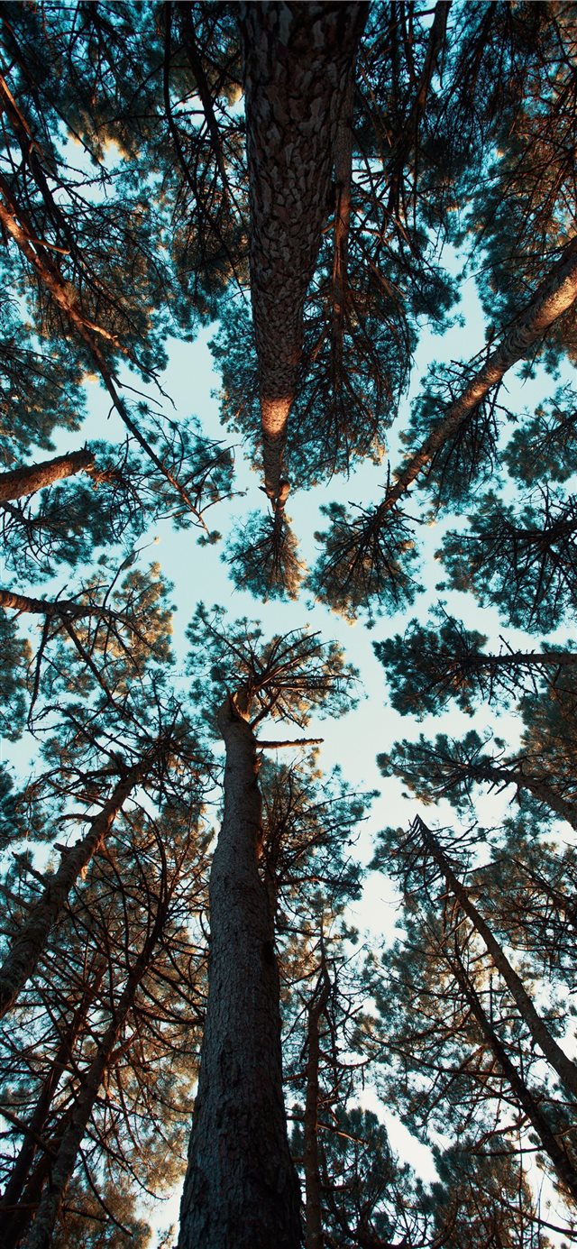 low angle photo ot green trees iPhone X wallpaper 