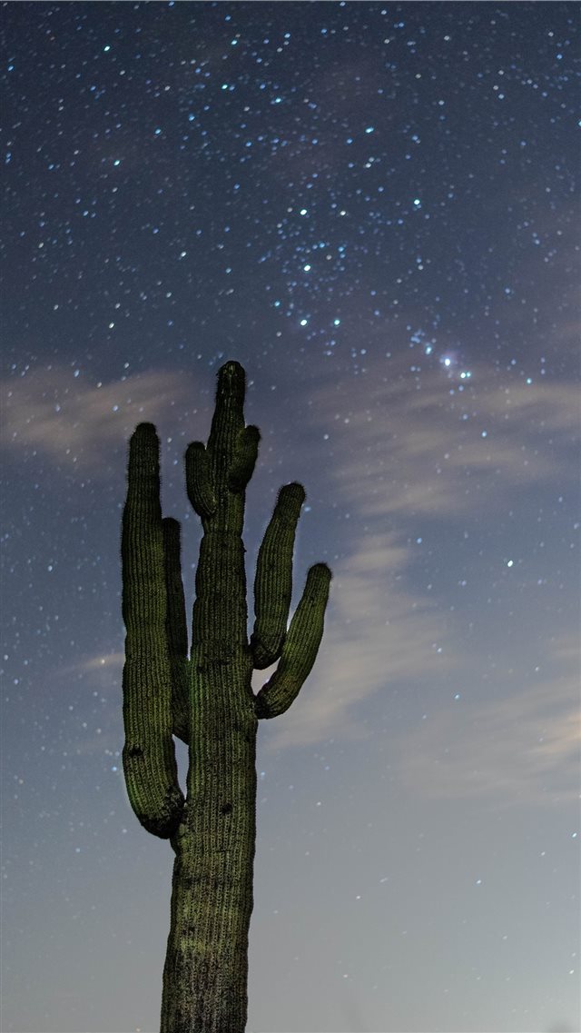 low angle photography of green cactus iPhone 8 wallpaper 