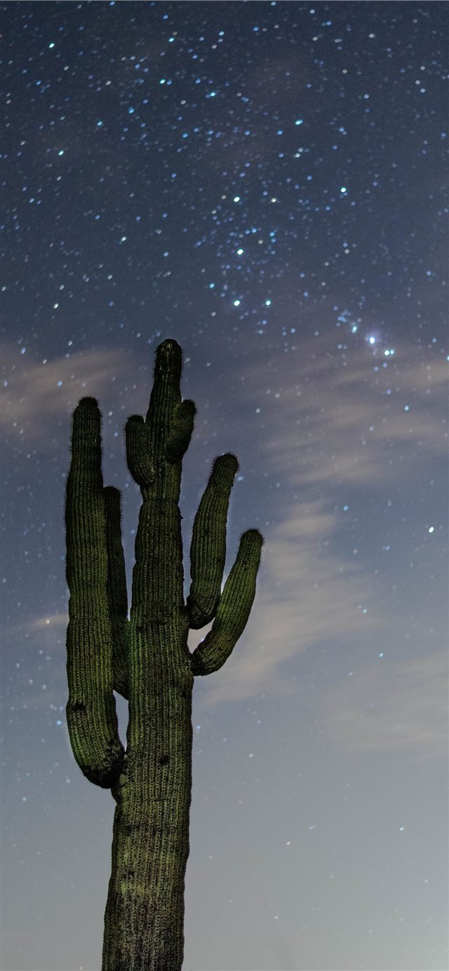 low angle photography of green cactus iPhone X wallpaper 