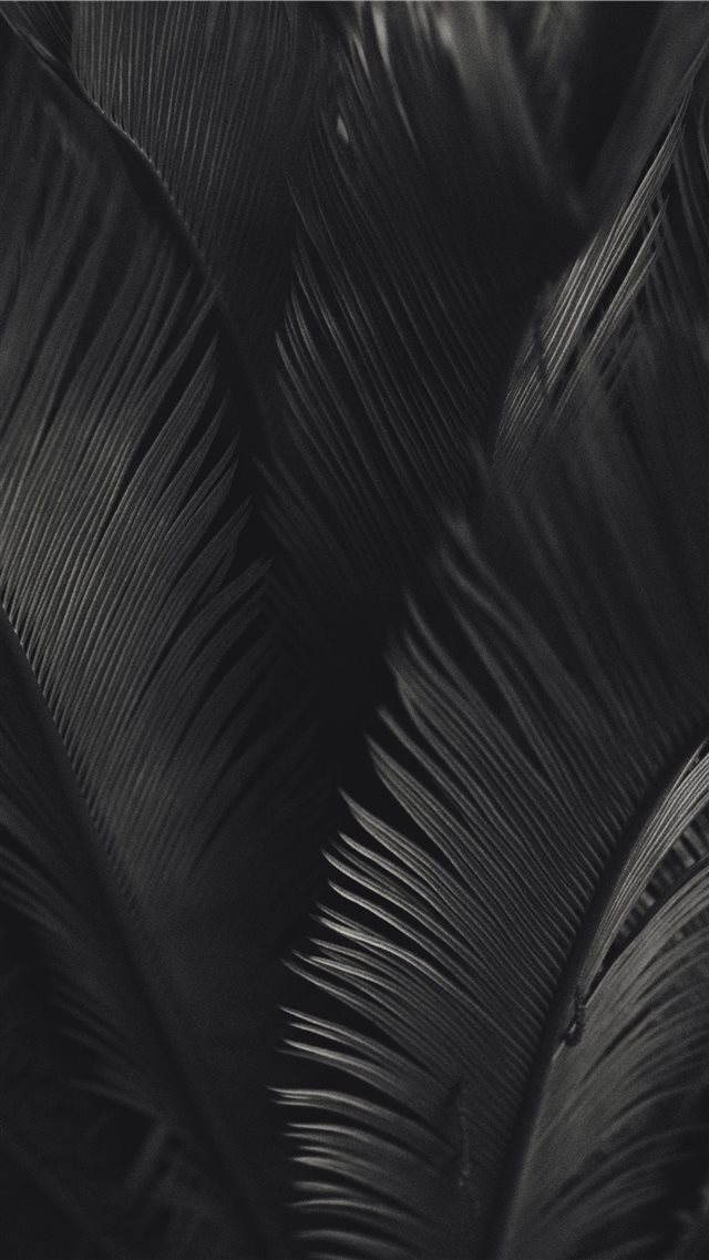 palm tree iPhone 8 wallpaper 