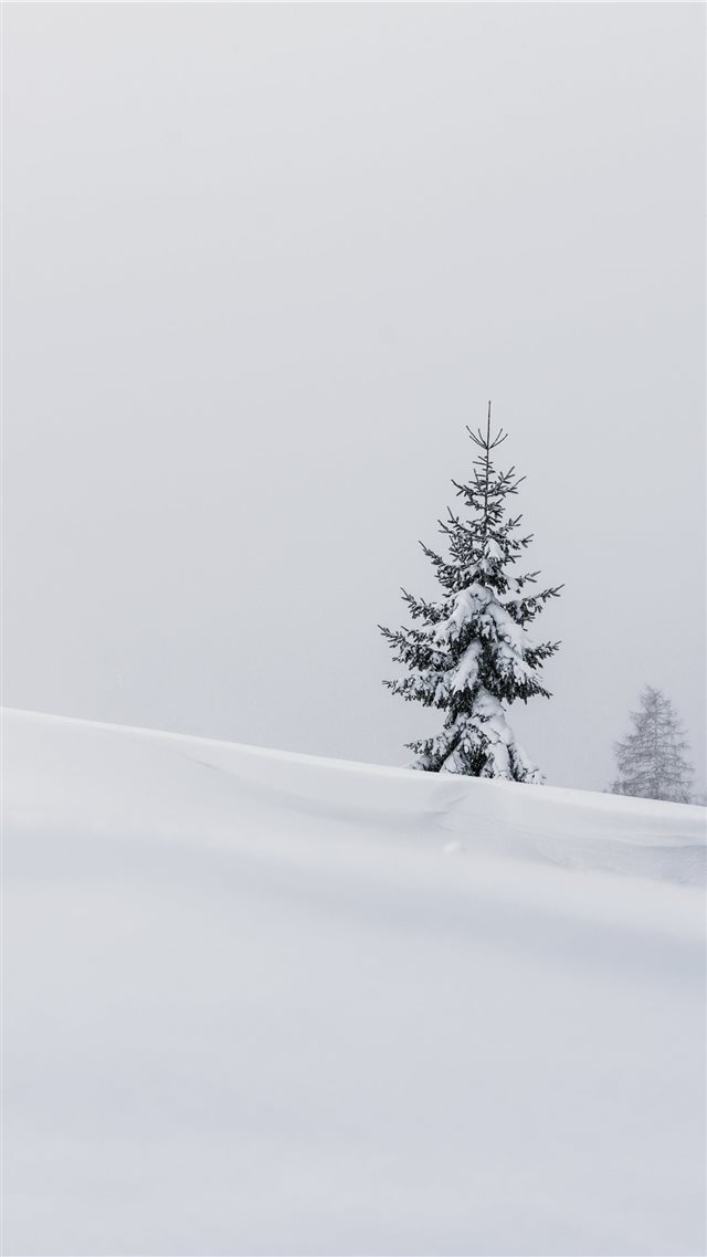 pine tree in the middle of the field iPhone 8 wallpaper 