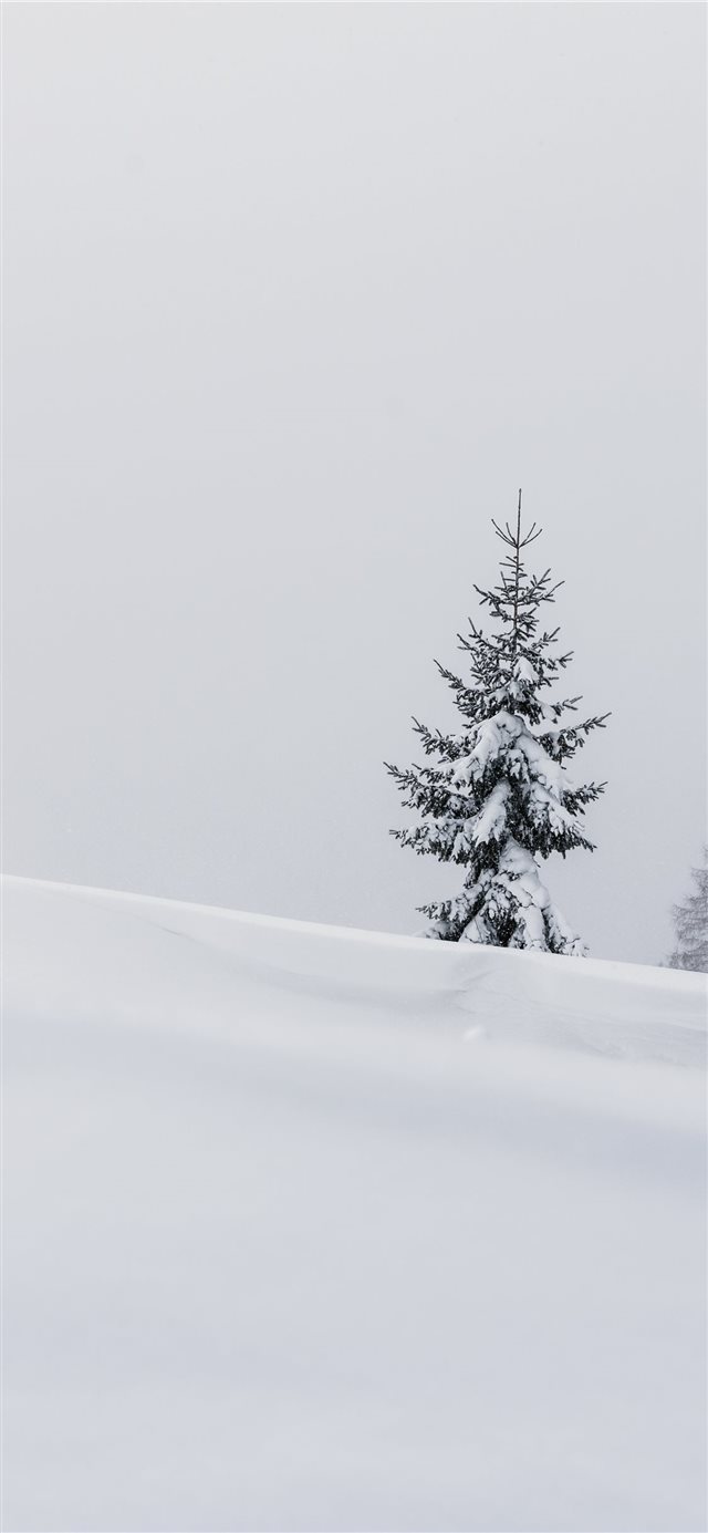 pine tree in the middle of the field iPhone X wallpaper 