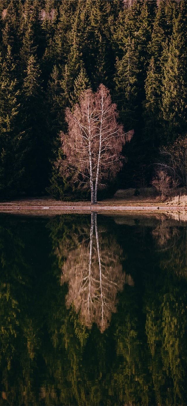 reflection of tree on the river iPhone 11 wallpaper 