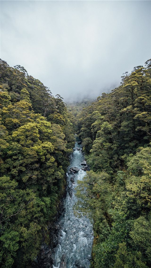 river surrounded with trees iPhone 8 wallpaper 