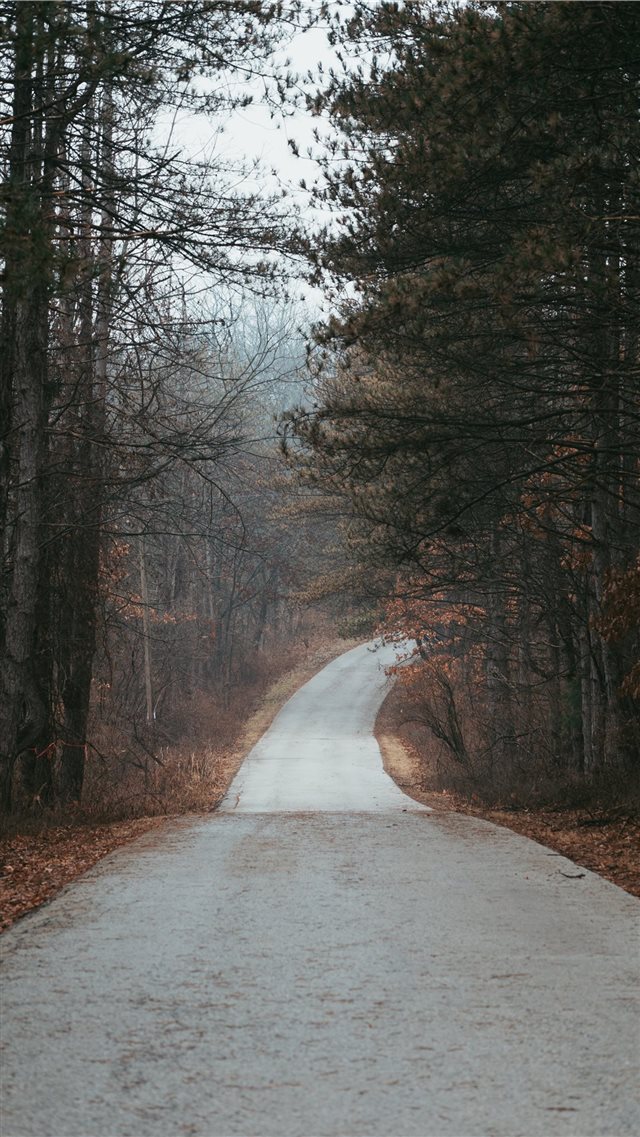 road in between tree during daytime iPhone 8 wallpaper 