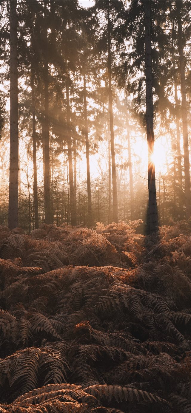 silhouette of ferns plants and pine trees iPhone X wallpaper 