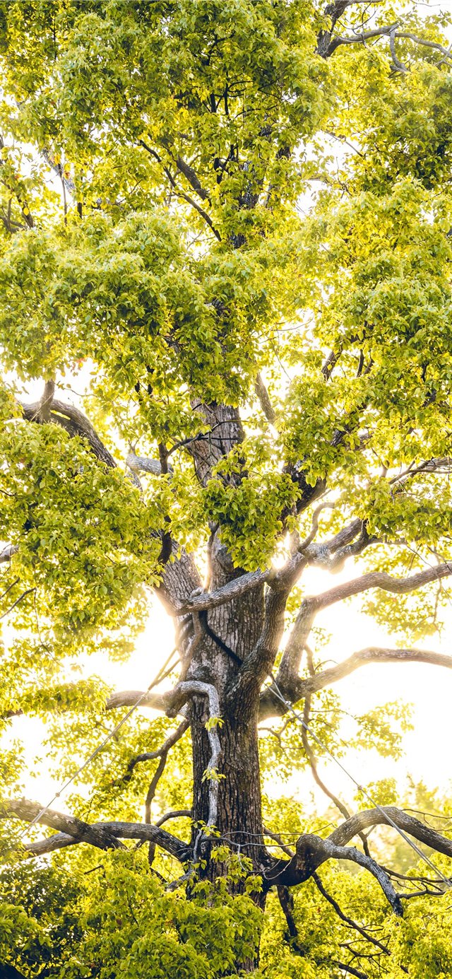 sun rays through green leafed tree iPhone X wallpaper 