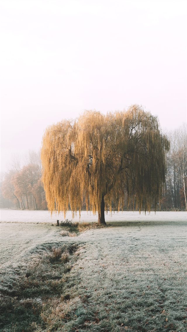 tree on grass field during day iPhone 8 wallpaper 
