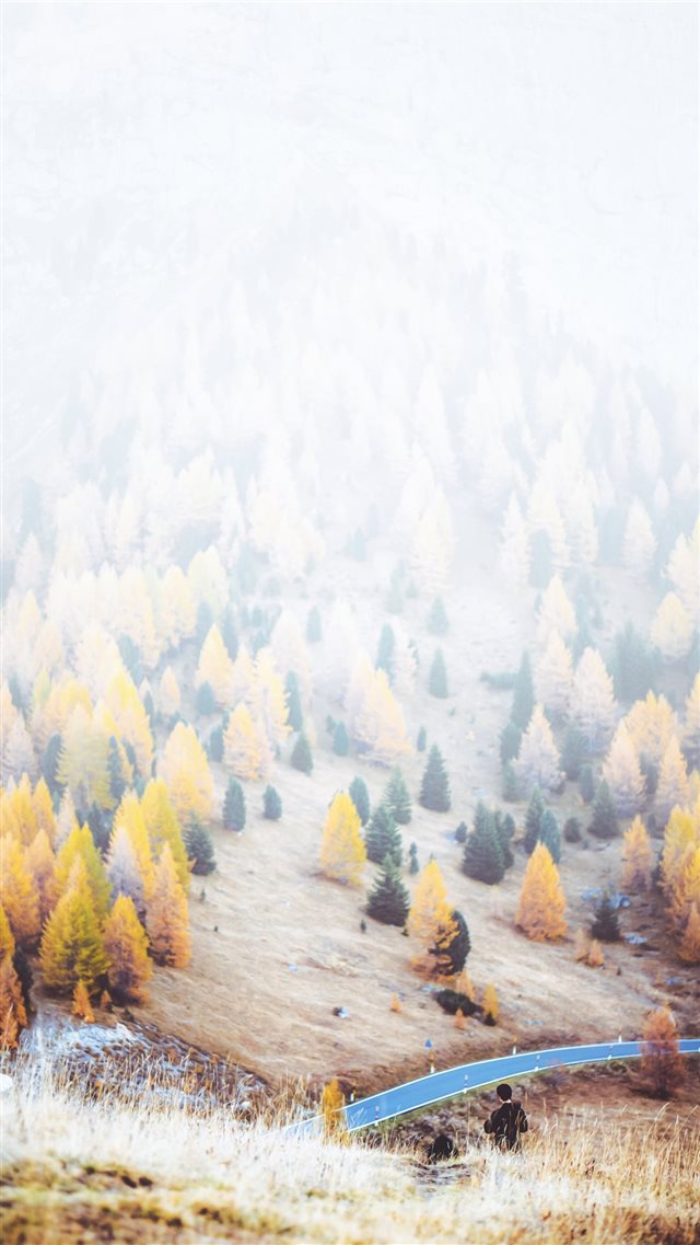 trees during daytime iPhone 8 wallpaper 