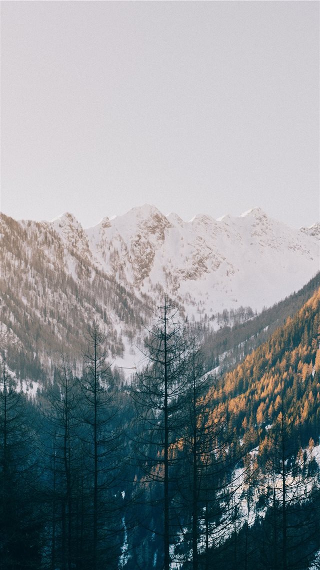 trees near mountain iPhone 8 wallpaper 