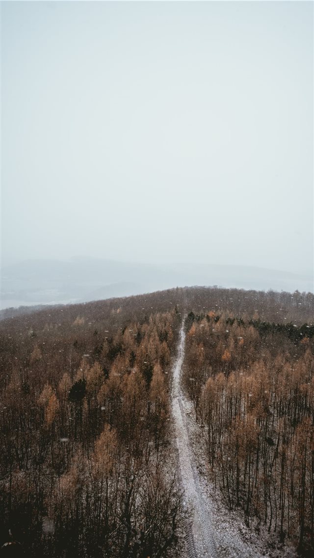 view of the trees in winter iPhone 8 wallpaper 