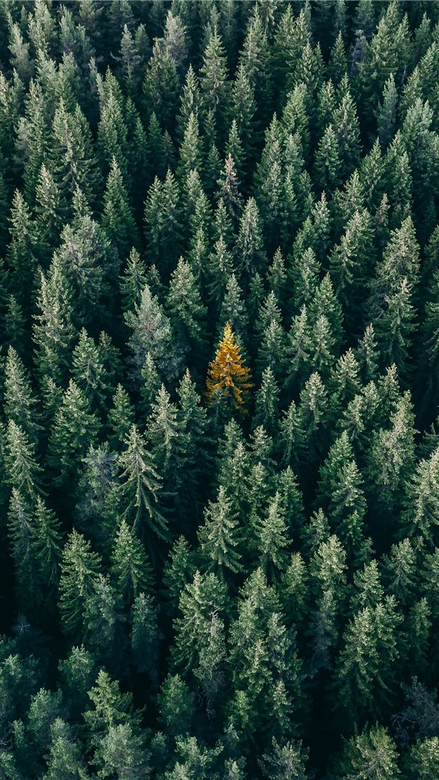 aerial photo of pine trees iPhone 8 wallpaper 