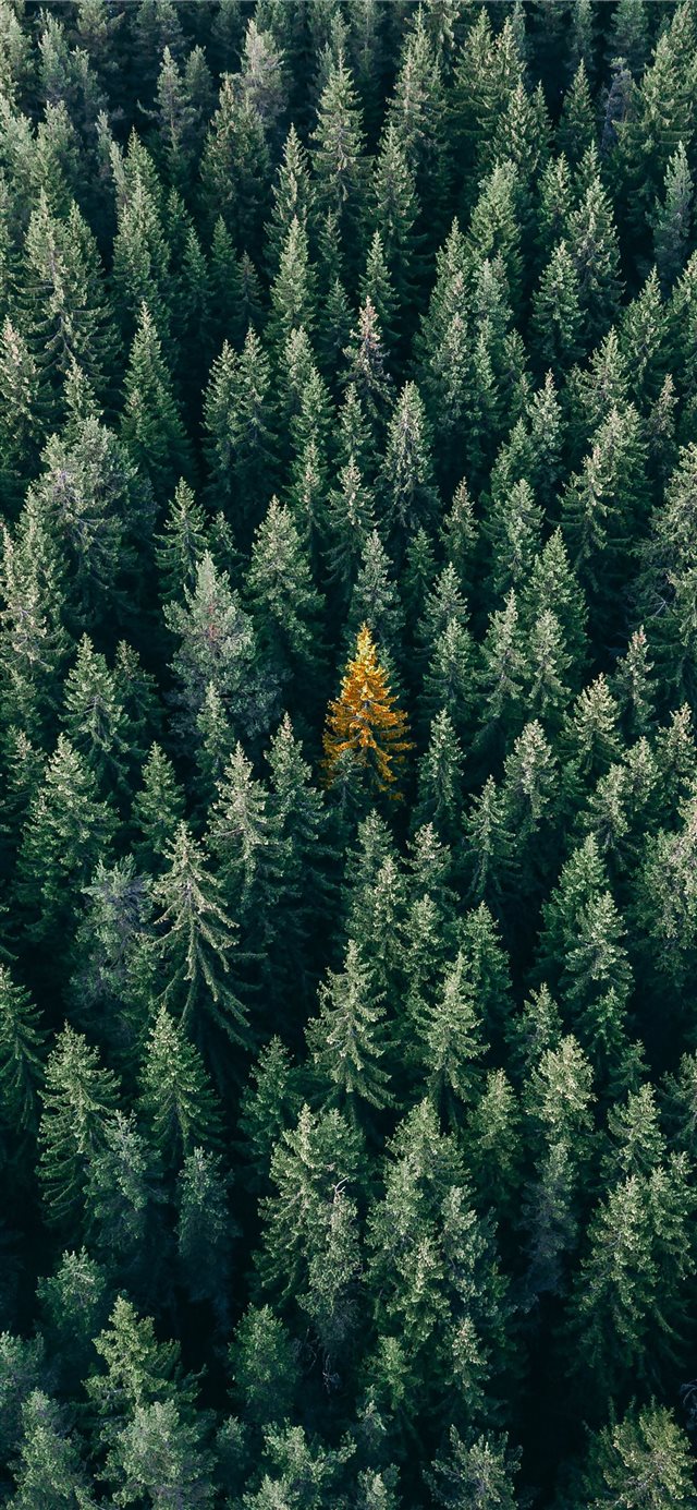 aerial photo of pine trees iPhone 11 wallpaper 