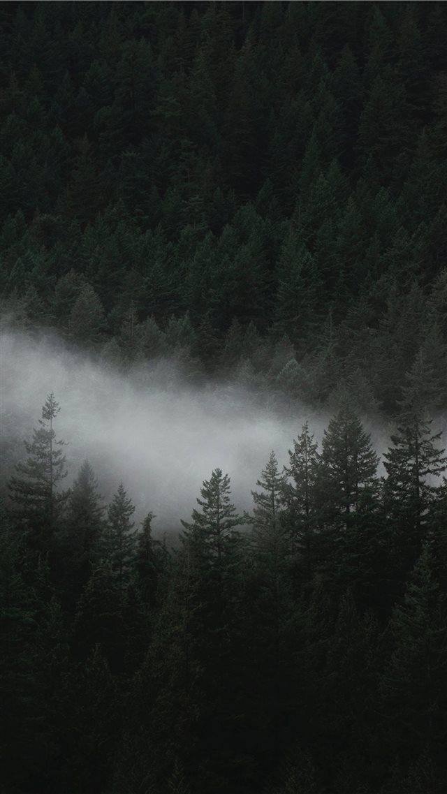 aerial photo of trees iPhone 8 wallpaper 