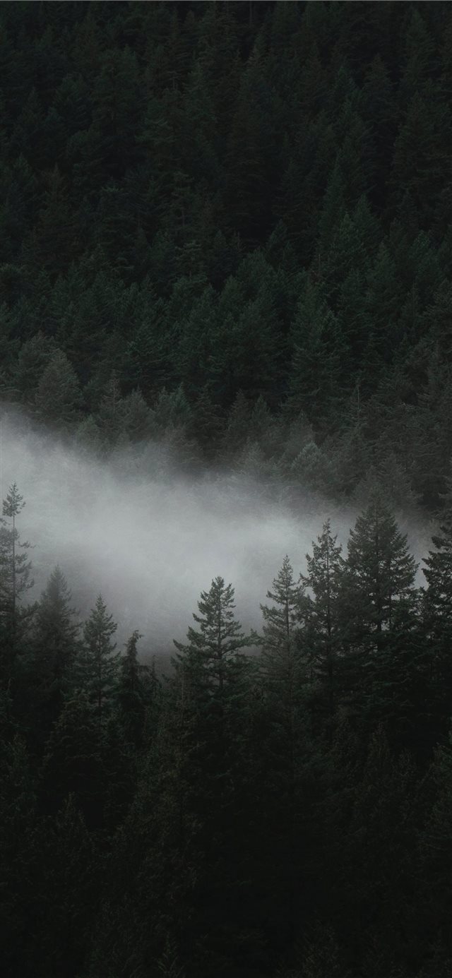 aerial photo of trees iPhone X wallpaper 