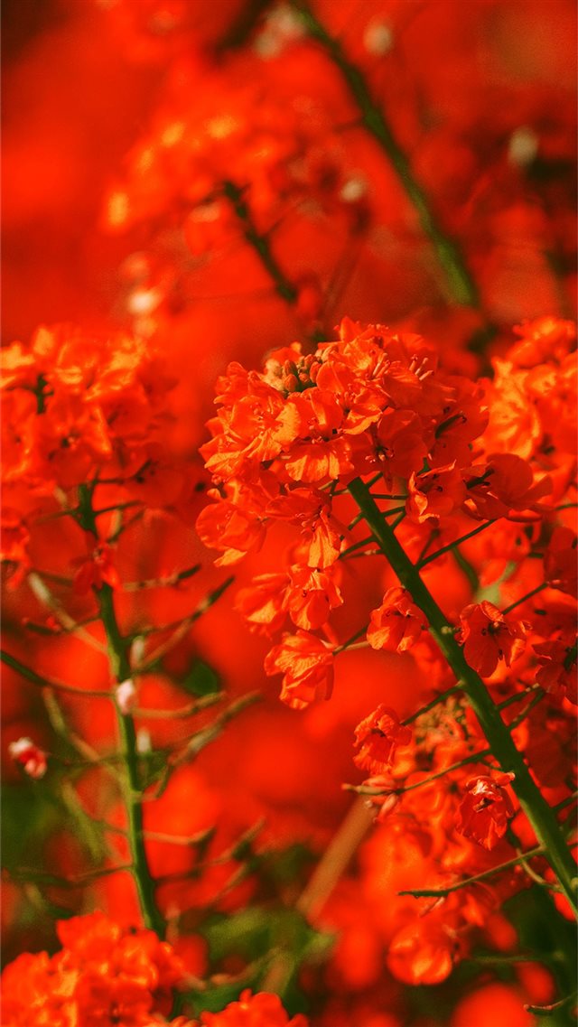Apple mq18 red flower spring fun nature iPhone 8 wallpaper 
