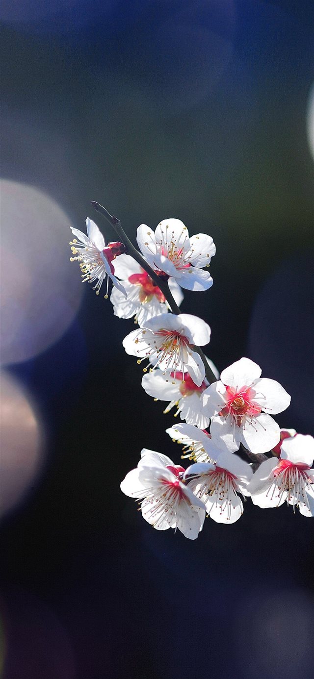 Apple mq24 spring flower sakura nature tree flare ... iPhone X wallpaper 