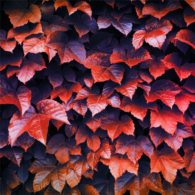 autumn leaves 4k iPad Pro wallpaper 