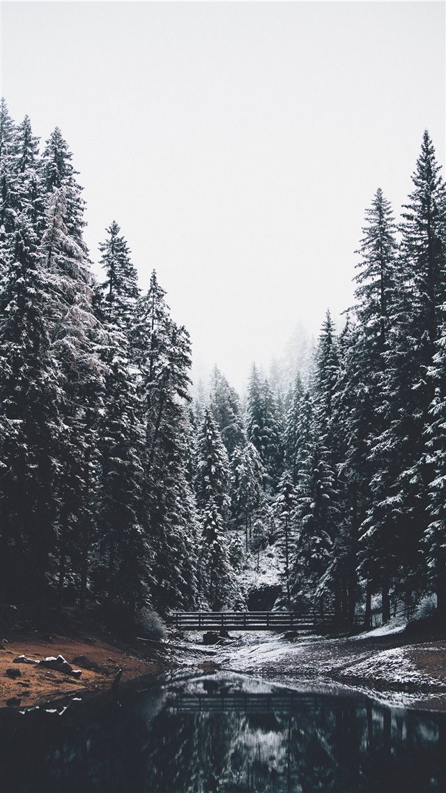 body of water and pine trees iPhone 8 wallpaper 