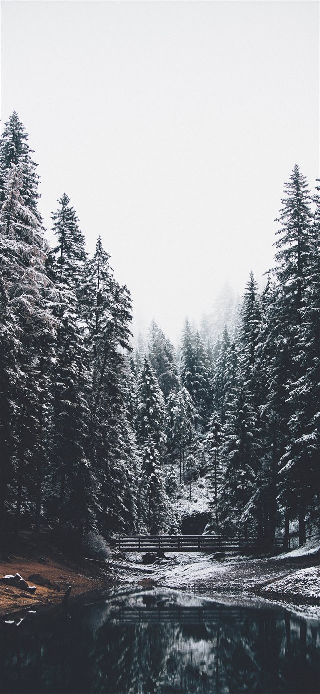 body of water and pine trees iPhone 11 wallpaper 