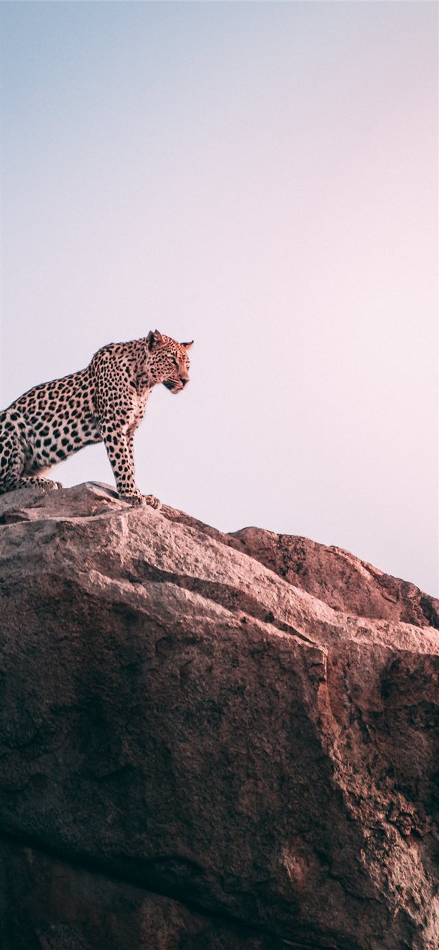 brown leopard on top of grey rock iPhone X wallpaper 