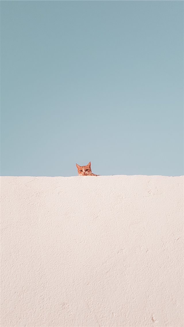 brown tabby cat on concrete roof during daytime iPhone 8 wallpaper 